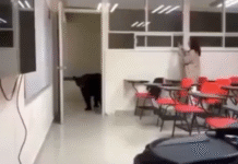 Oso invade aula de la UANL y se vuelve viral.