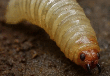 Salud activa campaña de prevención tras primer caso de miasis humana.