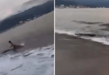 «Turista logra escapar de ataque de cocodrilo en Puerto Vallarta»