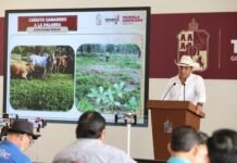 Tabasco, orgullo nacional en ganadería.