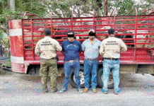 Detienen a presuntos cuatreros en Jalpa de Méndez: transportaban ganado sin documentos.