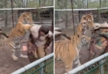 (VIDEO) Veterinaria atacada por tigre en Mazamitla asegura que el felino sólo quería jugar.