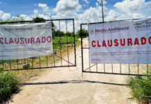 Comunidad maya logra frenar megagranja contaminante en Yucatán.