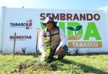 Tabasco se alista para la Jornada de Reforestación 2025: meta de 2.4 millones de árboles con apoyo ciudadano.