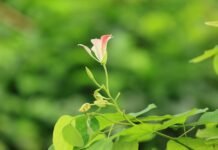 Tabasco va por 2.4 millones de árboles: renace la selva.