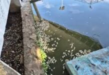 “Fenómeno barbasco: la razón detrás de la mortandad de peces en Tabasco”
