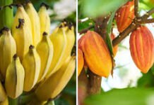 Cacao y plátano mantienen a Tabasco en la cumbre de exportaciones nacionales.