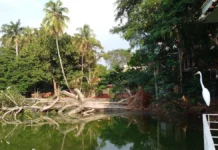 Tragedia ambiental en Villahermosa: cae ceiba de dos siglos en la Laguna de las Ilusiones.