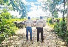 Intento de robo en Balancán termina con ganado recuperado.