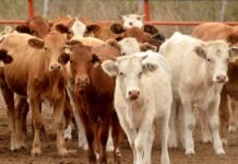 Tabasco impulsa mejoras en movilización ganadera y control sanitario.