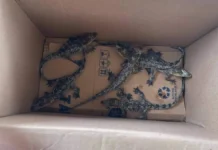 Golpe al Tráfico Ilegal: Profepa Rescata Fauna Silvestre en Tabasco.