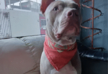 Alerta en Parrilla: envenenamiento masivo de perros y gatos conmociona a vecinos.