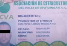 Capturan a “El Pantano”, implicado en asesinato de líder limonero en Michoacán.
