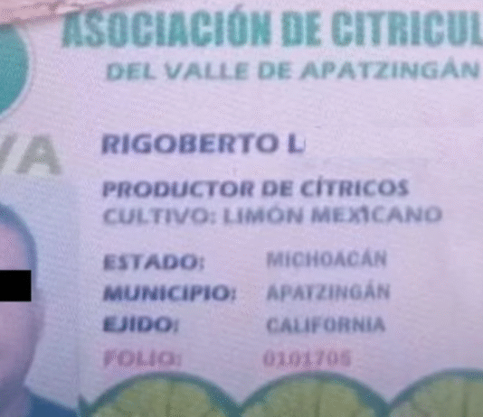 Capturan a “El Pantano”, implicado en asesinato de líder limonero en Michoacán.