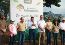 Tabasco alcanza récord histórico en reforestación con más de 2.4 millones de árboles plantados.