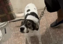 Rescatan a perrita maltratada en Nacajuca.