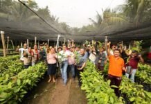 Inicia entrega de plantas para la Jornada de Reforestación en Tabasco.