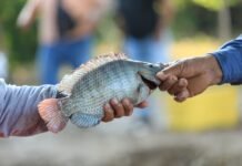 Gobierno del Pueblo impulsa con Pescando Vida la primera gran cosecha de tilapia en Jonuta.