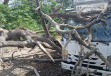 Caída de árbol causa caos vial en Dos Montes, Tabasco.