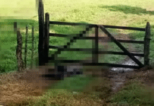 Hallan cuerpo calcinado a orilla de carretera.