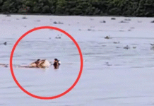 Náufragos aparecen flotando y pescador los salva.