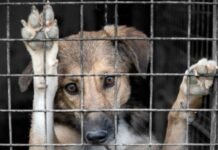 Reforma estatal aumenta penas contra el maltrato animal en Tabasco.