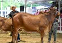 Tabasco rompe récord y conquista la genética ganadera nacional.