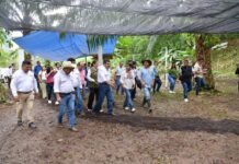 La fuerza campesina transforma teapa con trabajo que siembra futuro.
