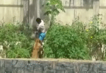 Hombre muere tras invadir recinto de leona.