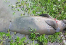 Autoridades investigan muerte de manatí y reactivan vigilancia.