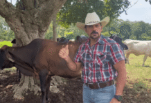 Tabasqueño impulsa ganadería regenerativa con reconocimiento nacional.