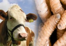 Plaga del gusano barrenador golpea economía de ganaderos en Centro