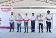 Reactivación de piscifactoría fortalece producción acuícola en Teapa.