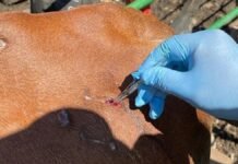 México refuerza acciones urgentes ante peligrosa plaga de gusano barrenador.