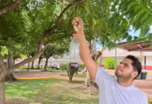 SEDAP y SENASICA impulsan trampas caseras contra gusano barrenador.