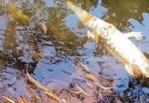 Hallan cocodrilo muerto en la Laguna Ilusiones.