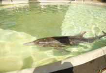 Confirman muerte de delfín rescatado en Centla Tabasco.