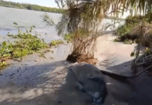 Encuentran manatí sin vida en río González Paraíso.