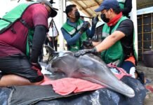 Gobierno refuerza atención y protección a delfín de Centla.