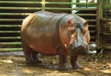 Gobierno de Tabasco reporta muerte de hipopótamo Rufino en Yumka.
