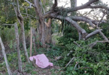 Hombre muere aplastado por árbol en Cárdenas.