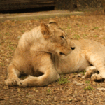 Profepa traslada leona africana al yumká para resguardo.