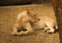 Profepa traslada leona africana al yumká para resguardo.