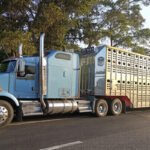 Aseguran cinco tráilers y más de 300 reses en Villahermosa.