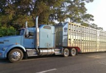 Aseguran cinco tráilers y más de 300 reses en Villahermosa.