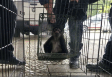 Autoridades rescatan mono araña y preparan su reubicación ambiental.