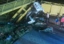 Tráiler derriba puente y provoca rapiña de ganado.