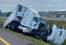 Tráiler choca con búfalos y sale del camino.