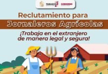 Abren reclutamiento para jornaleros agrícolas en el extranjero.