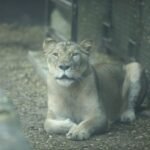 Nueva leona africana se integra como atractivo del Yumká.